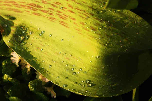 Schöne Grüne Blattpflanzen Mit Tau Makro — Stockfoto