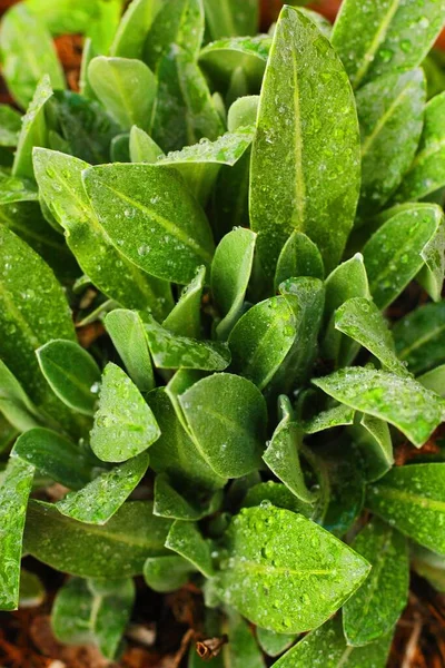 Hermosa Planta Verde Con Rocío Jardín — Foto de Stock