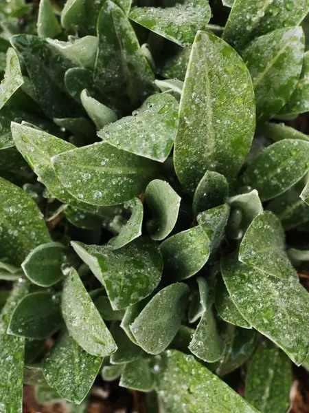 Hermosa Planta Verde Con Rocío Jardín — Foto de Stock