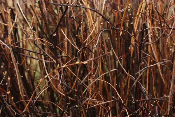 Borstels Zonder Bladeren Tuin Macro — Stockfoto