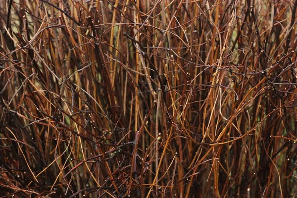 Буши Листьев Саду — стоковое фото