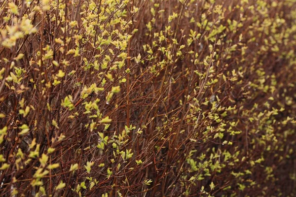 Arbustos Con Brotes Verdes Jardín — Foto de Stock