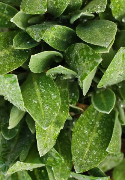 Зеленое Растение Росой Саду — стоковое фото