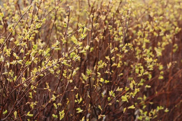 Borstels Met Groene Spruiten Tuin — Stockfoto