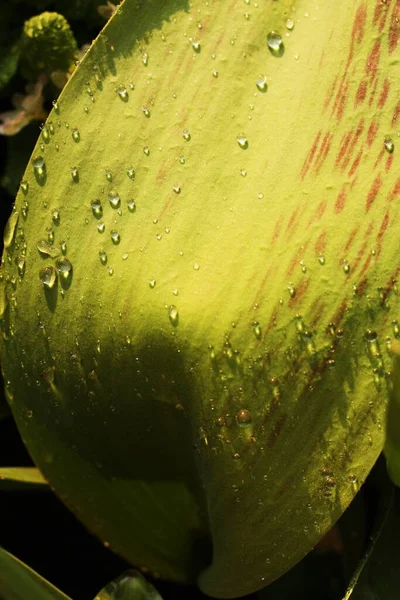 Hermosas Plantas Hoja Verde Con Rocío Macro —  Fotos de Stock