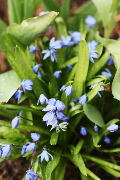 Lindas Flores Azuis Jardim Macro — Fotografia de Stock