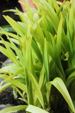 Bahçe manzaralı güzel yeşil bitki