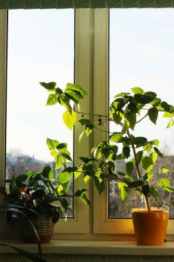 Pencere kenarındaki evde saksı bitkileri var.