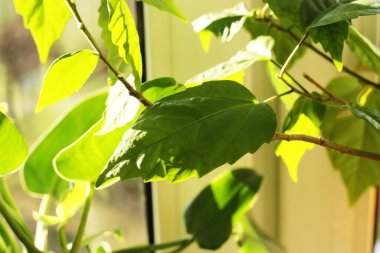 Yeşil yapraklı bitkiler güneşte makro 