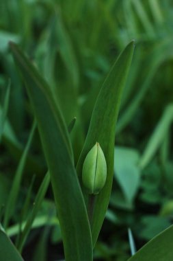 Yeşil lale yaz bahçesinde makroda 