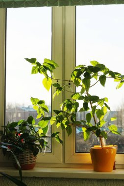 Pencere kenarındaki evde saksı bitkileri var.