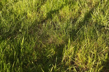 Güneşin altında taze yeşil çimenler 