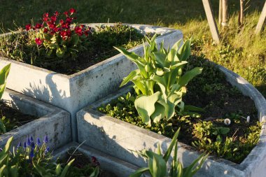 Parkta laleleri olan çiçek tarhı.