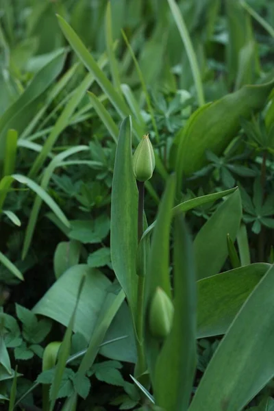 Tulipano Verde Nel Giardino Estivo Macro — Foto Stock