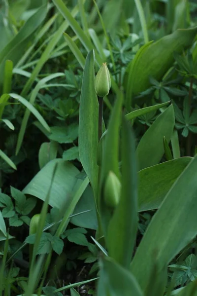 Tulipano Verde Nel Giardino Estivo Macro — Foto Stock
