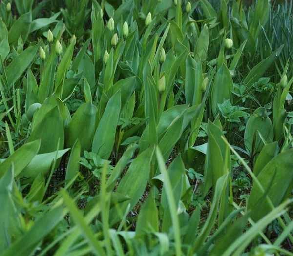 Tulipanes Verdes Vista Del Jardín Verano —  Fotos de Stock