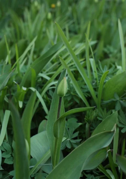 Grön Tulpan Sommarträdgården Makro — Stockfoto