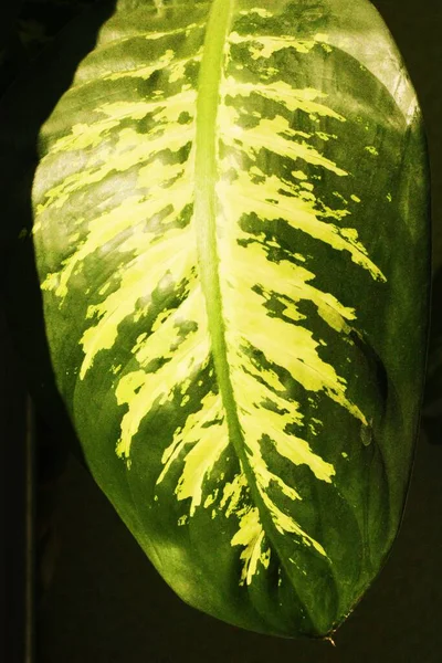 Πράσινο Φύλλο Παλάμης Στη Μακροεντολή Ήλιο — Φωτογραφία Αρχείου