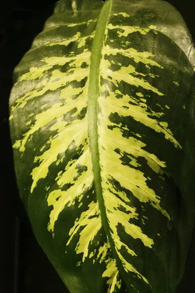 Πράσινο Φύλλο Παλάμης Στη Μακροεντολή Ήλιο — Φωτογραφία Αρχείου