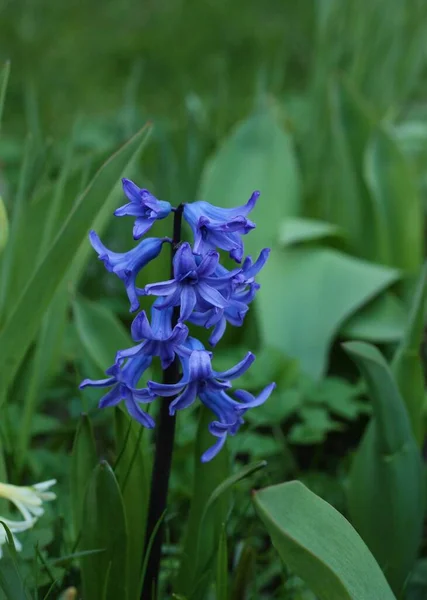 Bahçedeki Makroda Güzel Mavi Çiçekler — Stok fotoğraf