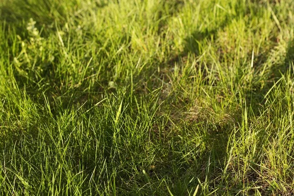 Čerstvě Zelená Tráva Slunci Pohled — Stock fotografie