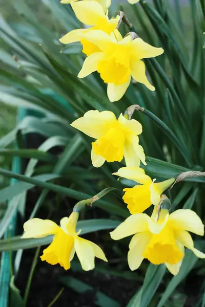 Schöne Gelbe Narzissen Sommergarten — Stockfoto