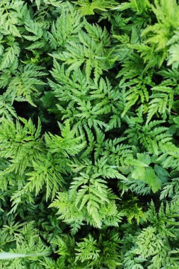 Ormandaki en güzel yeşil eğreltiotu