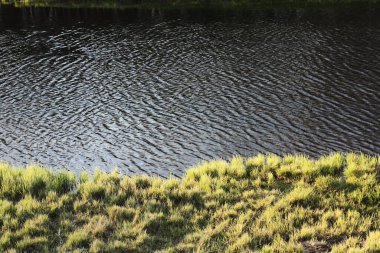 Ormandaki güzel manzara gölü ve çimenler 