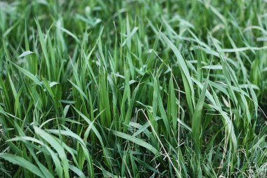 Ormandaki sudaki yeşil çimenler