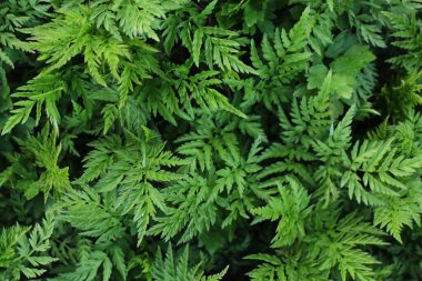 Ormandaki en güzel yeşil eğreltiotu