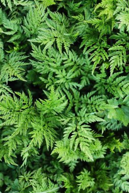 Ormandaki en güzel yeşil eğreltiotu