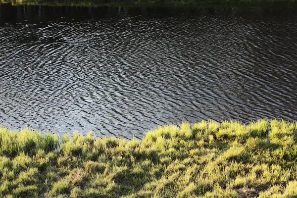 Hermoso Paisaje Lago Hierba Bosque — Foto de Stock