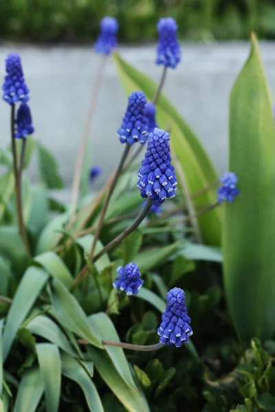 Lindas Flores Azuis Jardim Macro — Fotografia de Stock