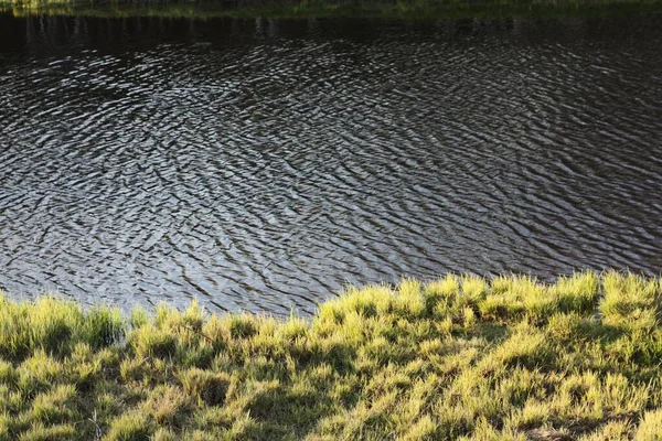 Hermoso Paisaje Lago Hierba Bosque — Foto de Stock