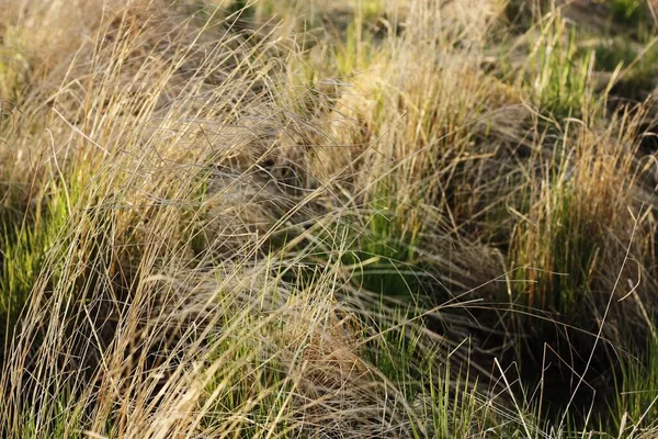 Grönt Gräs Vid Vattnet Skogen — Stockfoto