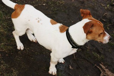 Gölde kahverengi benekli şirin beyaz köpek.
