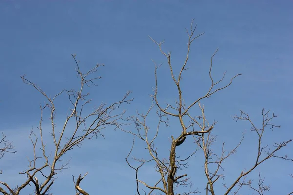 Tree Branches Blue Sky View — ストック写真