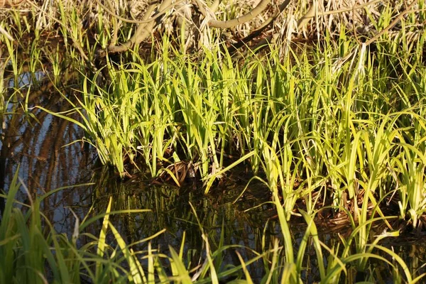 Erba Verde Vicino All Acqua Nella Foresta — Foto Stock