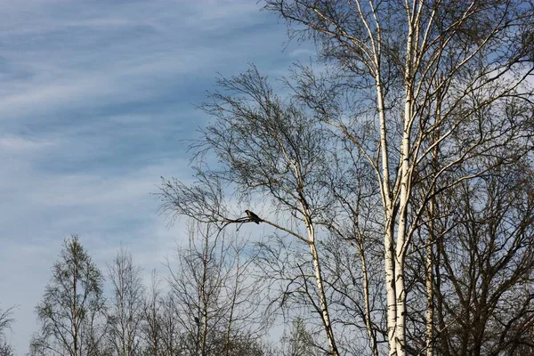 Cuervo Sienta Una Rama Árbol Bosque — Foto de Stock