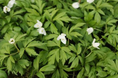 Ormandaki güzel kardamlaları kapat.