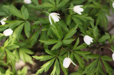 Ormandaki güzel kardamlaları kapat.