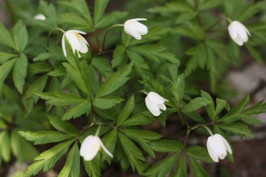 Ormandaki güzel kardamlaları kapat.
