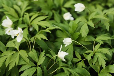 Ormandaki güzel kardamlaları kapat.