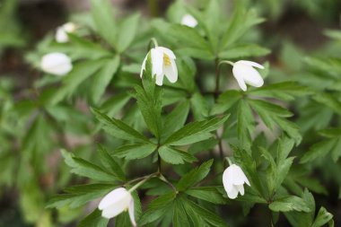 Ormandaki güzel kardamlaları kapat.
