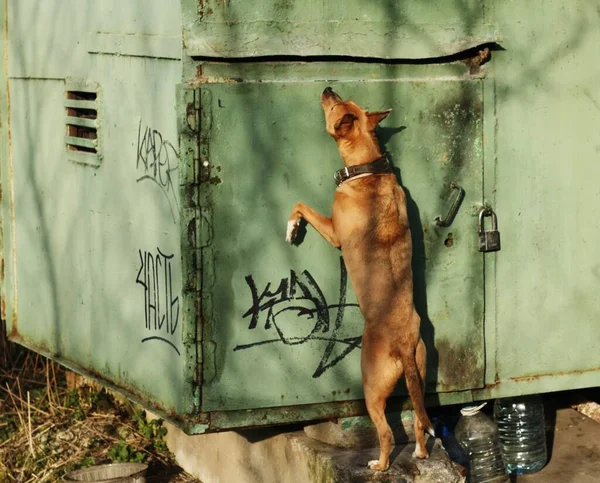 Bruine Hond Zoek Naar Een Vogel Het Bos — Stockfoto