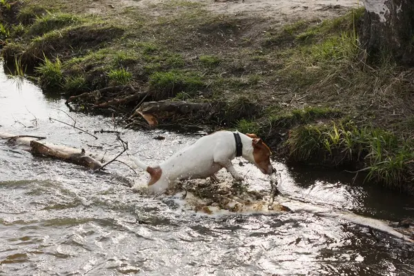 Anjing Putih Lucu Dengan Bintik Bintik Coklat Danau — Stok Foto