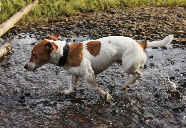 湖に茶色の斑点のあるかわいい白い犬 — ストック写真