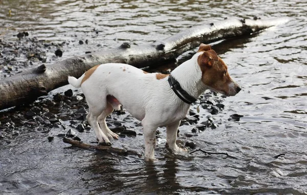 Söt Vit Hund Med Bruna Fläckar Sjön — Stockfoto