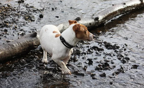 Leuke Witte Hond Met Bruine Vlekken Het Meer — Stockfoto