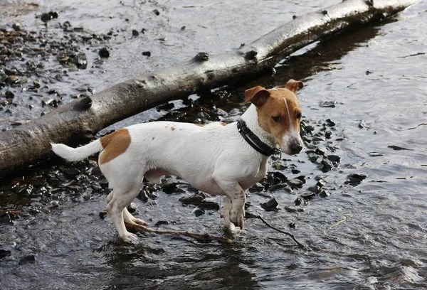 Cute White Dog Brown Spots Lake — Stock Photo, Image